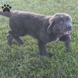 Ashley, Newfoundland Puppy